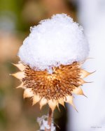 SunflowerSnow-300.jpg