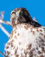 HawkHeads-300.jpg
