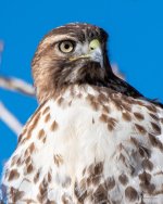 HawkHeads-301.jpg