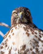 HawkHeads-302.jpg