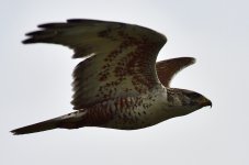 _ROY5093.jpg