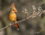 DSC_8861.jpg
