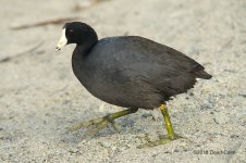 coot N 500_7241.jpg