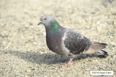 pigeon N 500_7208.jpg