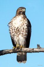 RedTail-330.jpg