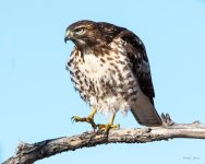 RedTail-331.jpg