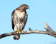 RedTail-332.jpg
