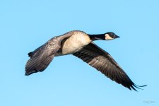 GeeseFlight-332.jpg