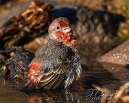 DSC_8927.jpg