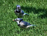 jays.jpg