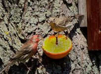 finches on the orange.jpg