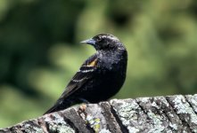 rw blackbird.jpg