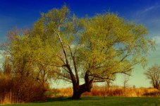 a poem as lovely color 1200.jpg