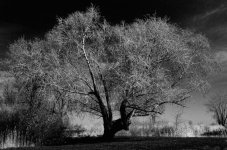 a poem as lovely blk n wht 1200.jpg