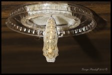 Day122Caterpillar.jpg
