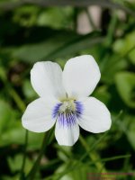 122 Violet, White-130502-01-Cropped_01.jpg