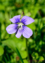 122 Violet,Purple-130502-02-Cropped_01.jpg