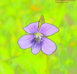 122 Violet,Purple-130502-CO_01.jpg