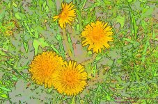 122 Dandelion-130502-CO_01.jpg