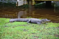 DSC_1241.jpg