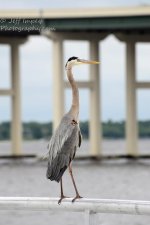 DSC_1191.jpg