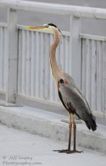DSC_1201.jpg