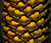 pine cone1200.jpg