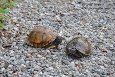 DSC_1250.jpg
