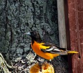 oriole 2 1200.jpg