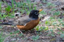 DSC_6475.jpg