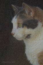 DSC_4753.jpg