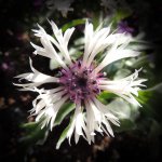 DSCN9758.jpg