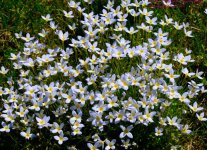123 Thyme-Leaved Bluets-130503-Cropped_01.jpg
