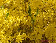 123 Forsythia-130503-Cropped_01.jpg