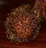 123 Dragon Fruit-130503-Cropped_01.jpg