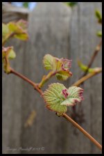Day123GrapeLeaves.jpg