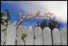 Day123GrapeVine.jpg