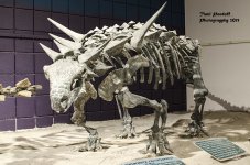 Dinasour Bones 1.jpg