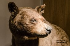 Stuffed Bear 1 .jpg