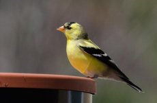 DSC_1956.jpg
