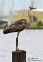 DSC_1168.jpg