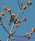 124 Brown-Capped-Chickadee-130504-02-Cropped_01.jpg