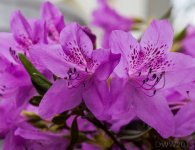 Azalea Bush.jpg