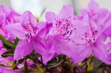 Azalea Bush1.jpg