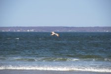Bird3001.jpg