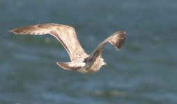 Bird300crop2.jpg