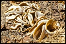 Day124Fungus.jpg