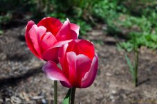 DSC_6511.jpg