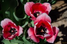 DSC_6512.jpg