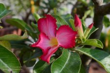 flower12-1.jpg